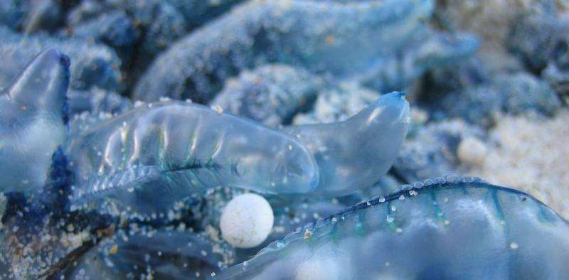 There are many ways to treat jellyfish stings – peeing on them isn't one