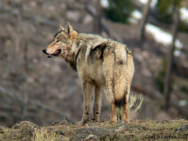 The redomestication of wolves