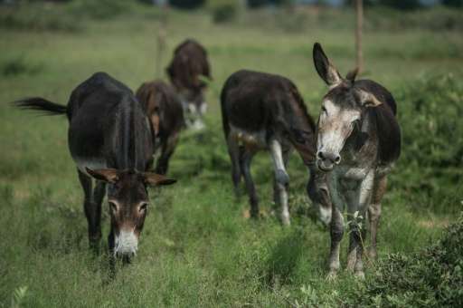 There is an increasing illegal deamnd for South African donkey products as numbers in China have nearly halved from the 1990s