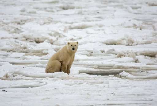 There's good news and bad news for polar bears