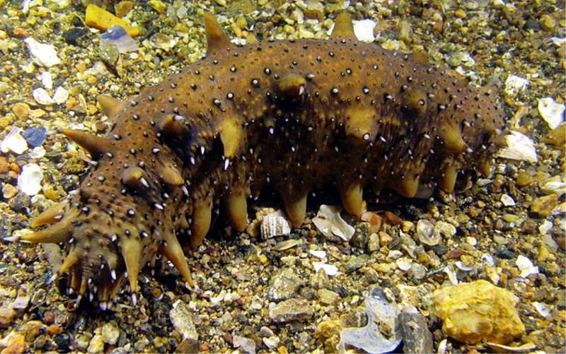 The sea cucumber genome points to genes for tissue regeneration