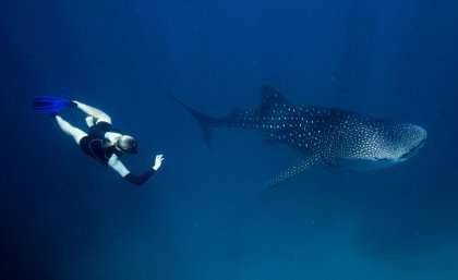 The secret life of whale sharks no longer a mystery
