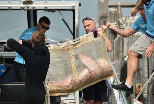 The shark, nicknamed &quot;Fluffy&quot;, was released in the open ocean after being loaded into a tank of water on a boat