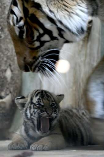 The six-week-old Malayan tiger cubs, who have yet to be named by their breeders, were born to Banya and Johann