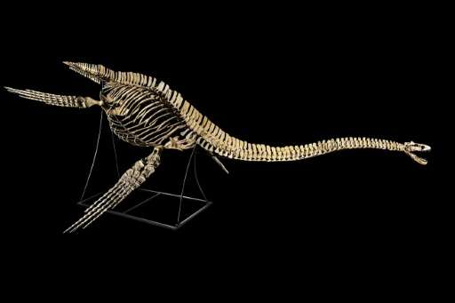 The skeleton of the nearly nine-metre-long plesiosaurus, a marine reptile with a long neck and turtle-like flippers, was discove