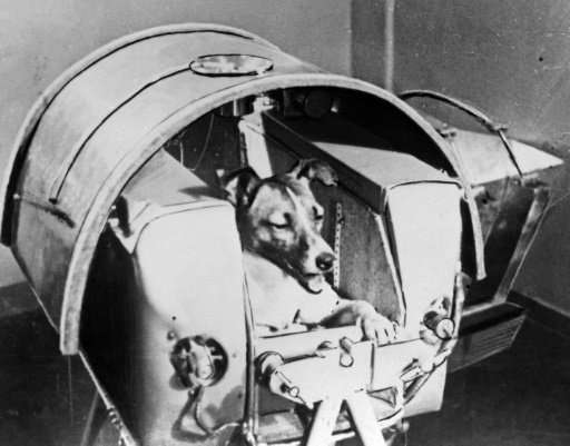 The Soviet daily Pravda published a photo of Laika, a former stray, onboard Sputnik II