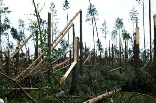 The storms in Poland snapped whole swathes of forest like matchsticks