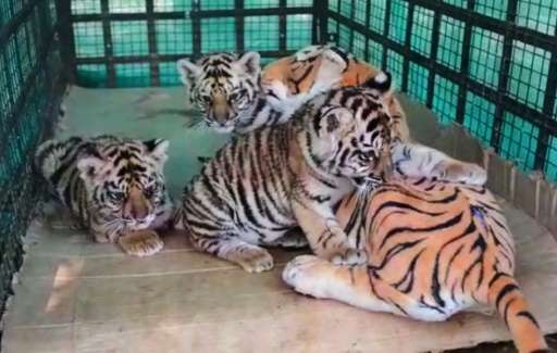The tiger cubs have been feeding from milk bottles fitted inside the cuddly toy at the Bandhavgarh Tiger Reserve, in the central
