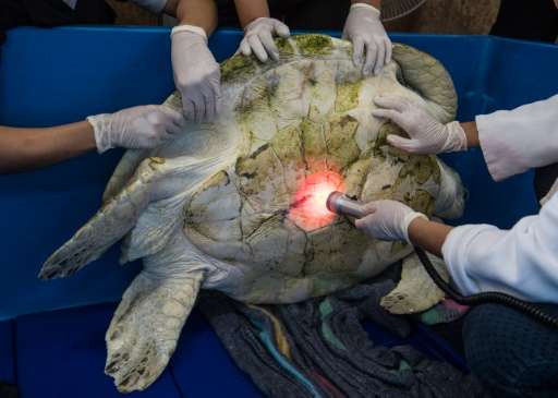The turtle underwent a seven hour operation to remove the coins