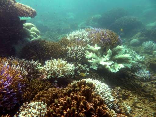The UN estimates that a third of global coral reefs have been destroyed with Australia's Great Barrier Reef and the Maldives wor