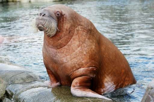 The walrus is both unique, and especially sensitive to environmental changes, experts noted