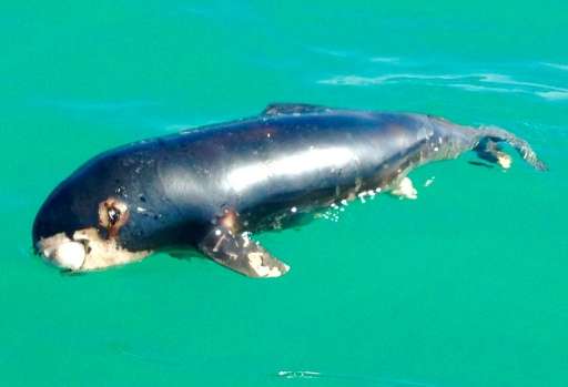 The World Wildlife Fund (WWF) has warned the vaquita risks going extinct in 2018