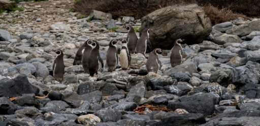 They may be less than a meter tall but they have conquered a Goliath: Chile's vulnerable Humboldt penguins have thwarted—for now