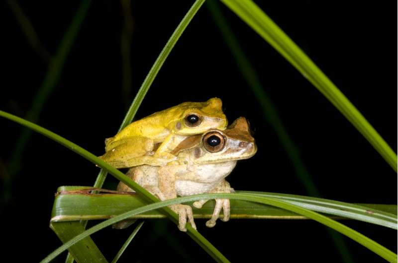 This dance is taken: Hundreds of male frog species change colors around mating time