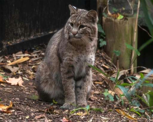 This image released by the Smithsonian National Zoo in 2013 shows a female bobcat named Ollie