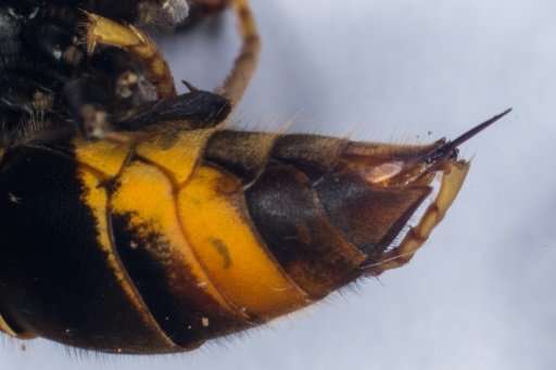 This photo shows the sting of a Asian Hornet (Vespa Velutina)