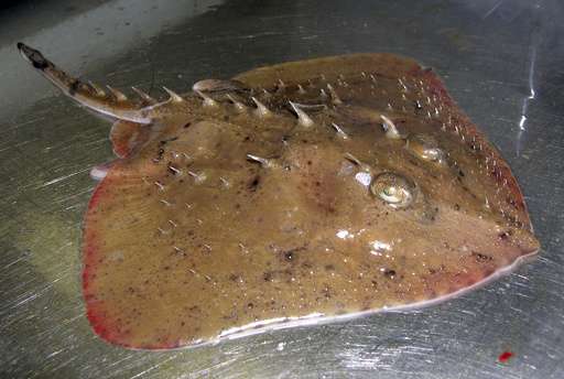 Thorny skate will not be added to endangered species list