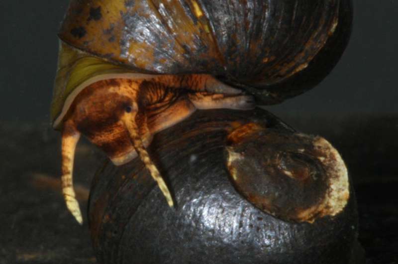Threatened Alabama snail renamed after a case of mistaken identity
