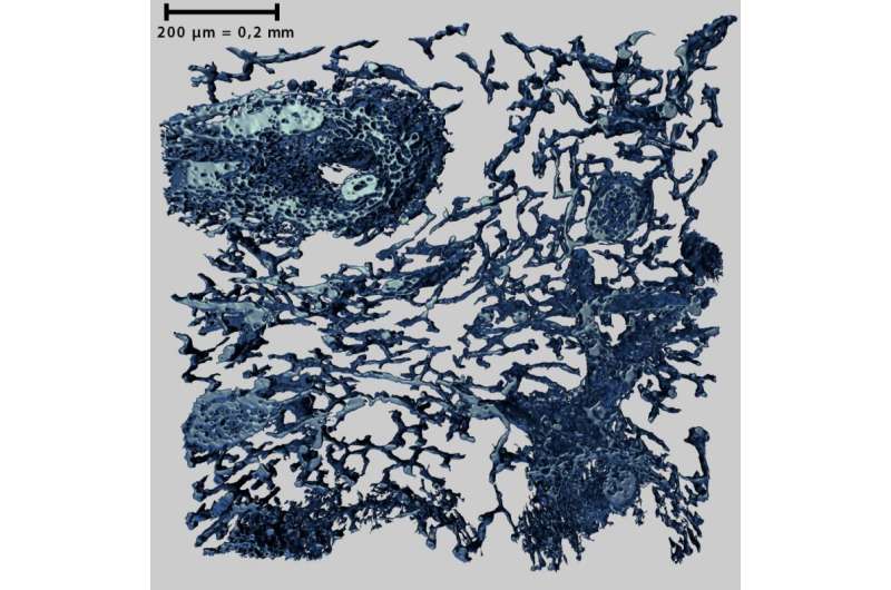 Three-dimensional images of a network of the smallest blood vessels