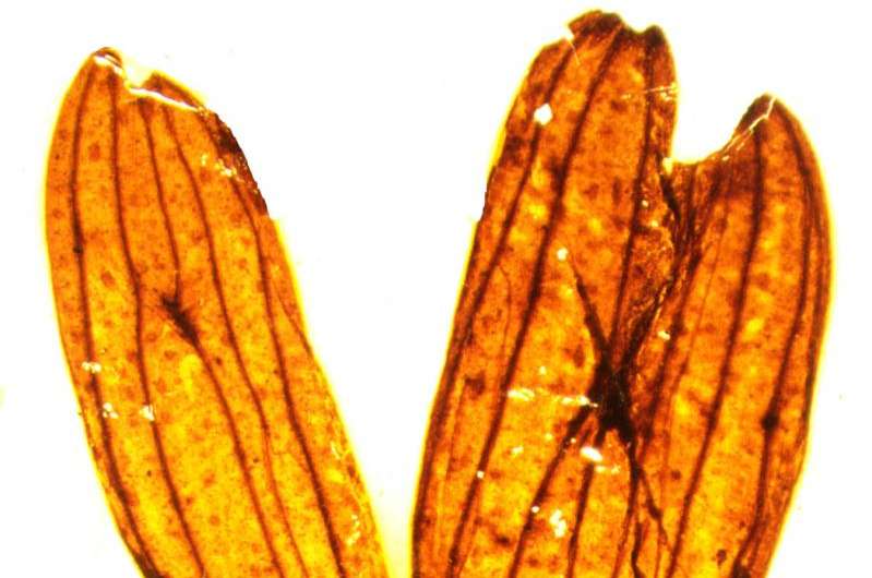 Through fossil leaves, a step towards Jurassic Park