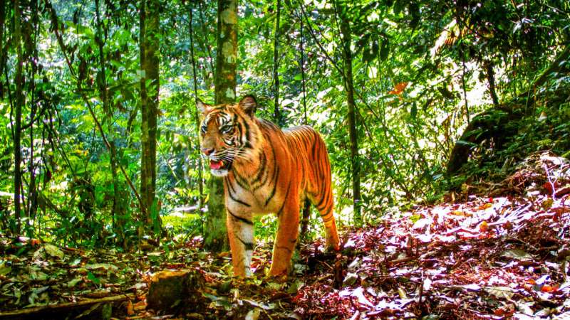 Tigers cling to survival in Sumatra's increasingly fragmented forests