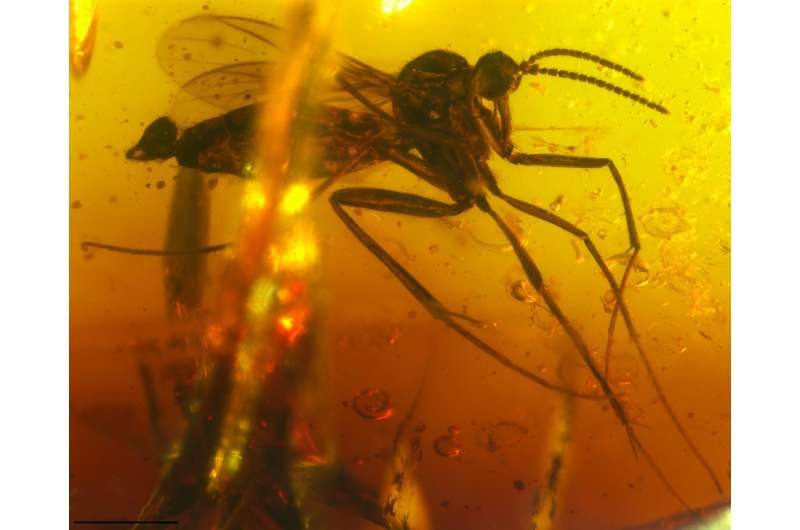 Time flies: Insect fossils in amber shed light on India's geological history