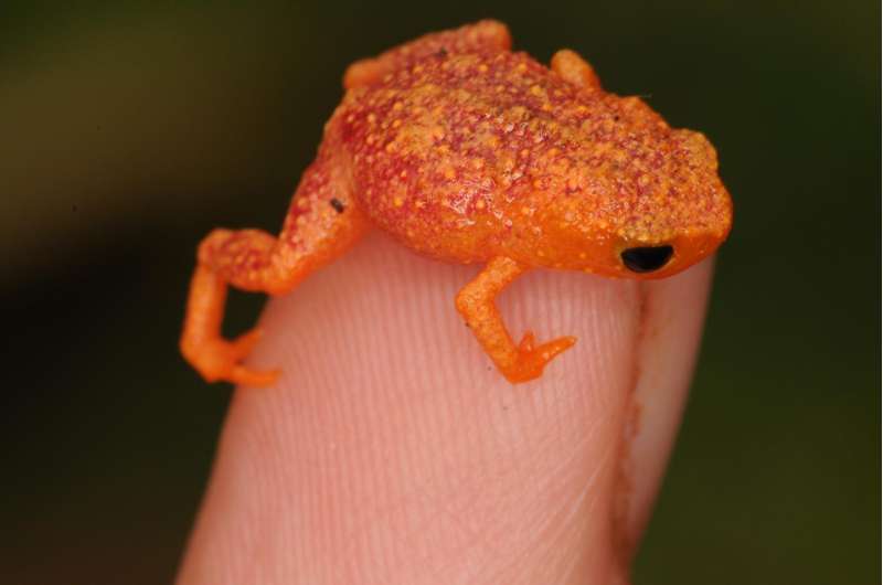 Tiny Brazilian frogs are deaf to their own calls