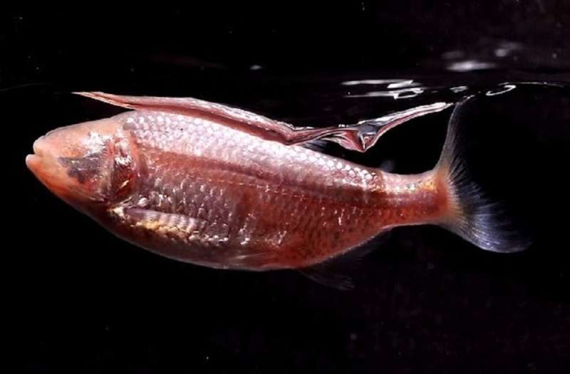 Tiny cavefish may help humans evolve to require very little sleep