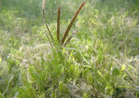 Tiny fighters in sediments determine success of invasive marine plants