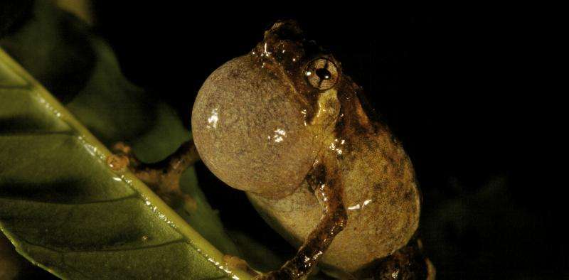 Tiny frogs face a troubled future in New Guinea's tropical mountains