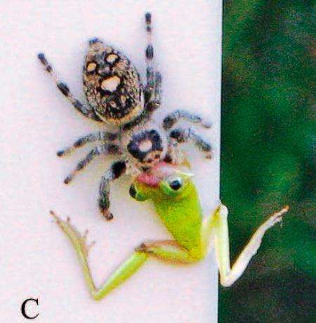 Tiny jumping spiders found preying on frogs and lizards