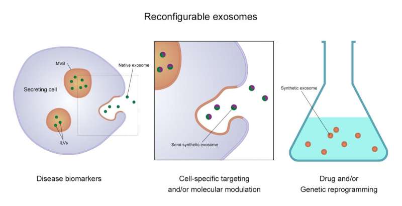 Tiny nanoparticles offer significant potential in detecting/treating disease new review of work on exosomes
