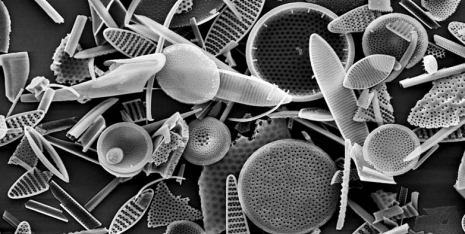Tiny organisms with massive impact