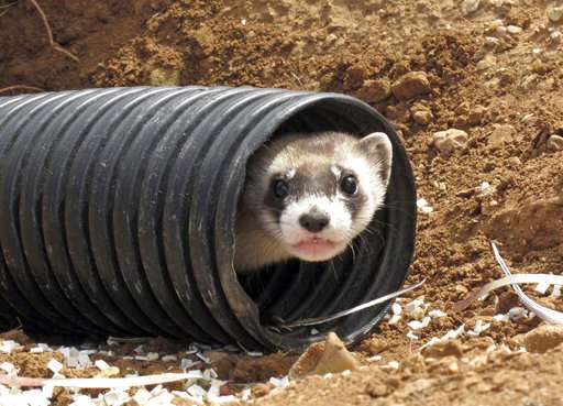 To aid ferrets, vaccine treats planned for prairie dogs