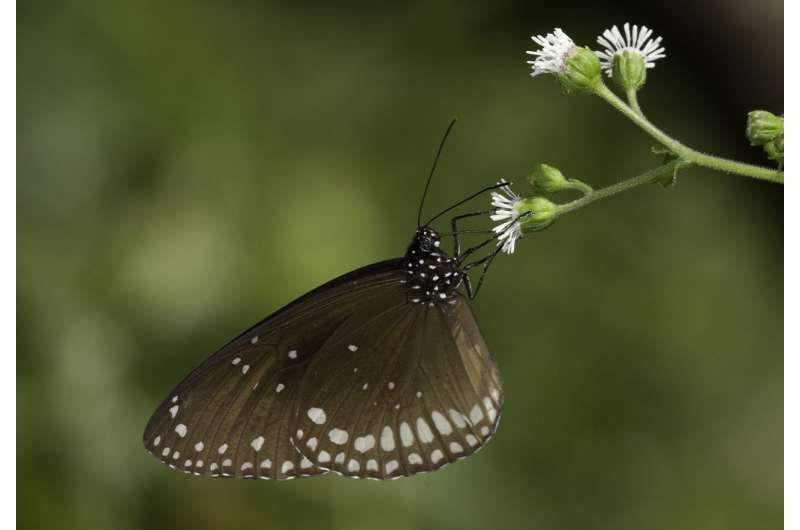 To breed or not to breed? Migratory female butterflies face a monsoonal dilemma