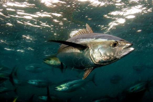 Too many vessels, too little management for tuna fishing in the Eastern Pacific