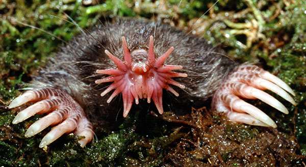 Totally bizarre facts about the star-nosed mole