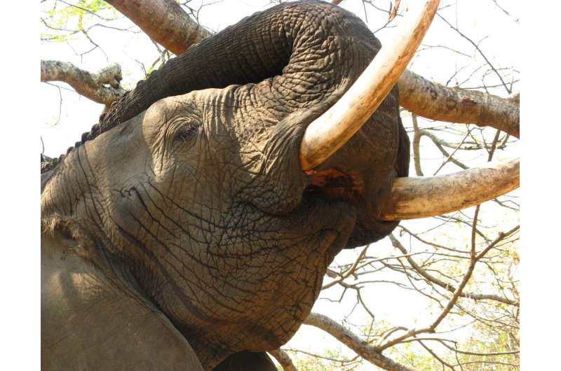 To trade or not to trade? Breaking the ivory deadlock