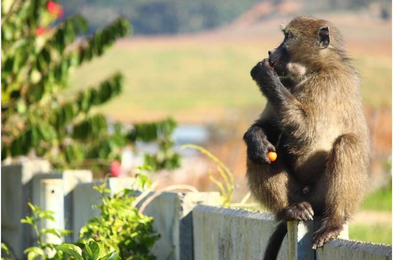 Tracking collars uncover the secrets of baboons' raiding tactics