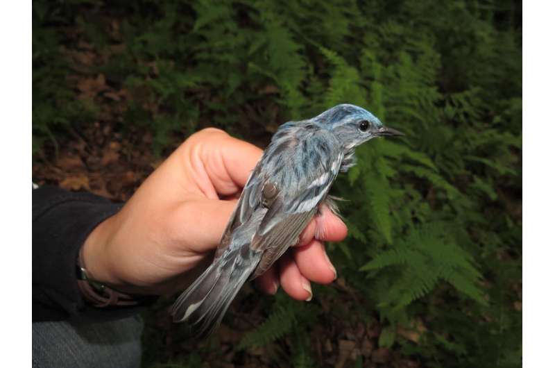 Tracking devices reduce warblers' chances of returning from migration