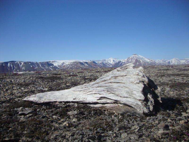 Tracking driftwood gives researchers insight into past Arctic Ocean changes