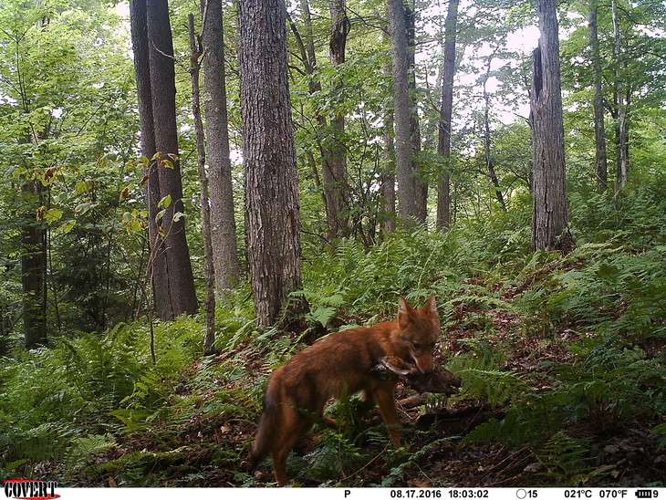 Trail cams used to monitor predators of deer fawns