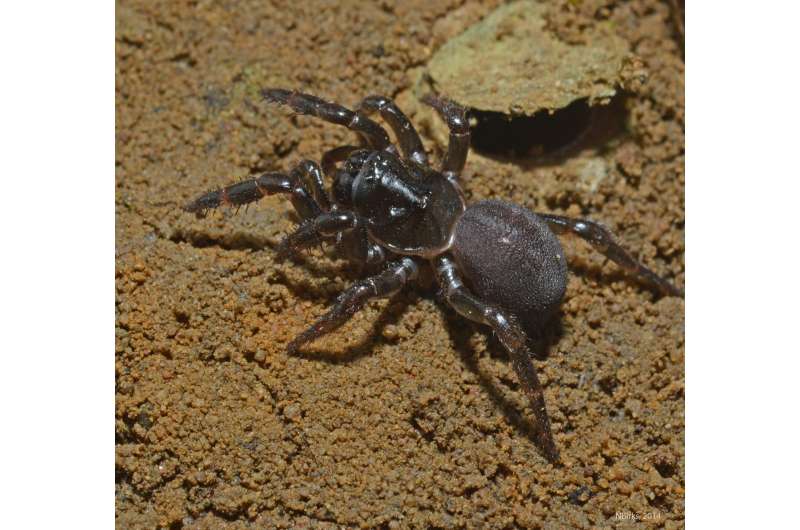 Trapdoor spiders crossed Indian Ocean to get to Australia