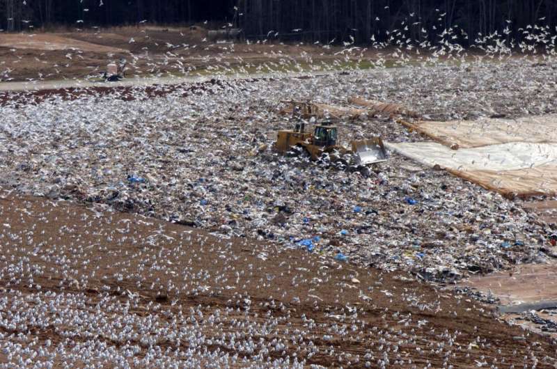 Trash-picking seagulls poop tons of nutrients