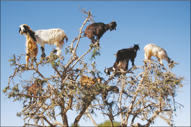 Tree-climbing goats disperse seeds by spitting