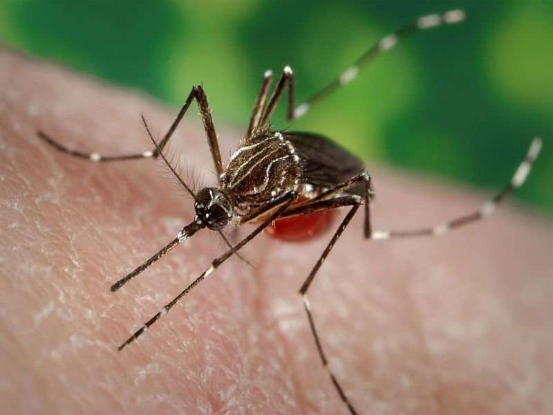 Treeless tropics, more disease-carrying mosquitoes?
