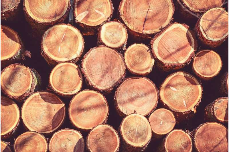 Tree rings used to counter smugglers’ rings