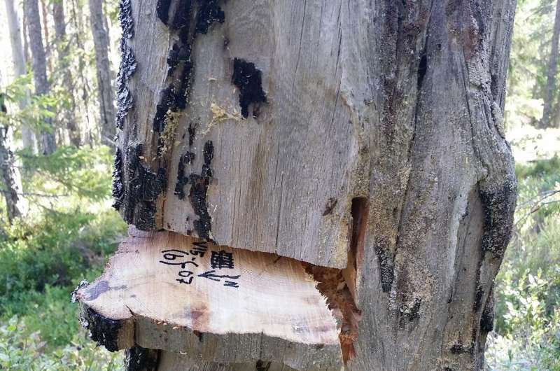 Tree scars record 700 years of natural and cultural fire history in a northern forest