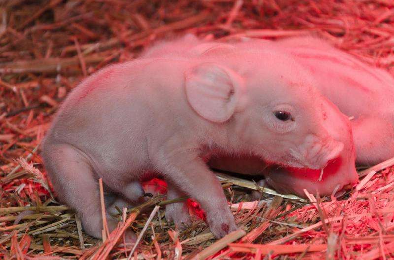 Tremors in newborn piglets attributed to previously unidentified virus
