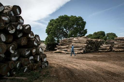 Tropical forests cover more than half of Mozambique's land mass but China's insatiable appetite for rare woods to feed its furni